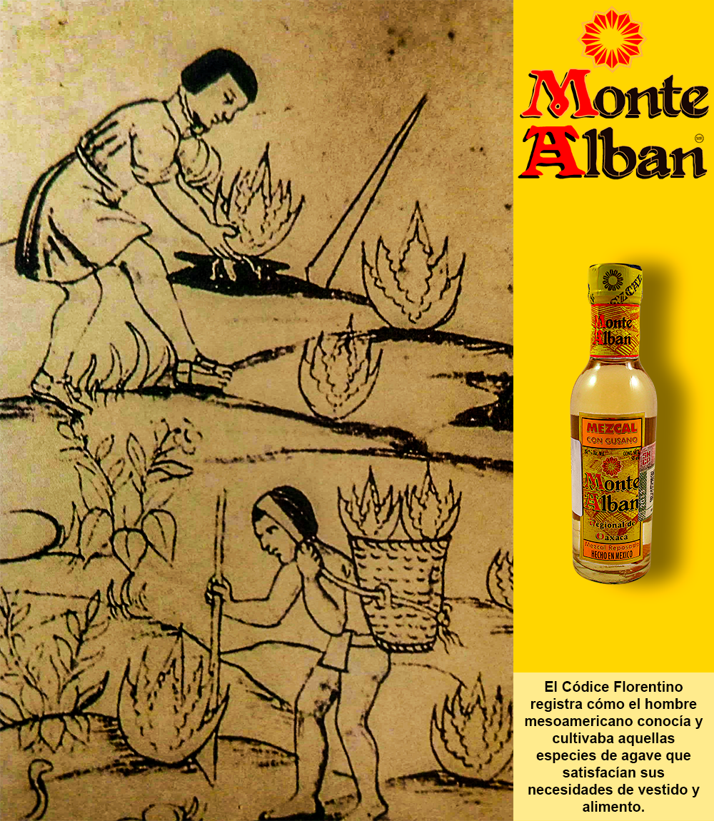 IM1-El hombre y los agaves 1000x1150