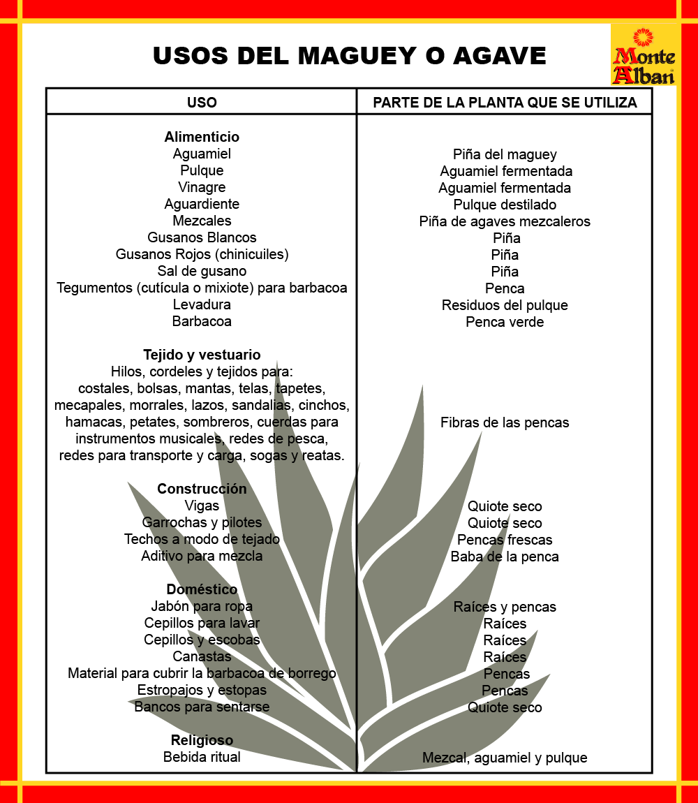 Usos del maguey 2