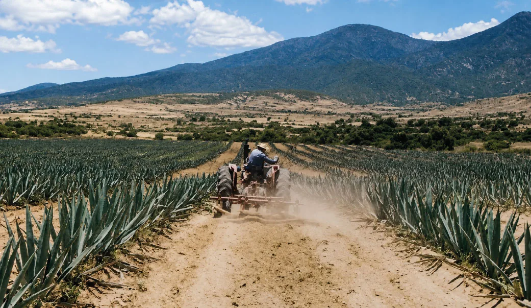 CULTIVO Y COSECHA